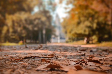 Autumn background. Dry leaves on a path in a park against a backdrop of blurred autumn trees. Autumn landscape with leaves.の写真素材