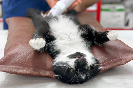 Surgeons performing operation on cat on surgical table. Cat under surgery
