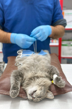 Veterinarian operates on a cat. Surgeons performing operation on cat on surgical table. Cat under...