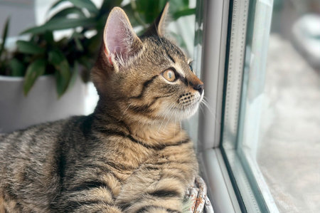 Tabby cat sits by the window. Domestic cat near the window. Cat looking out window