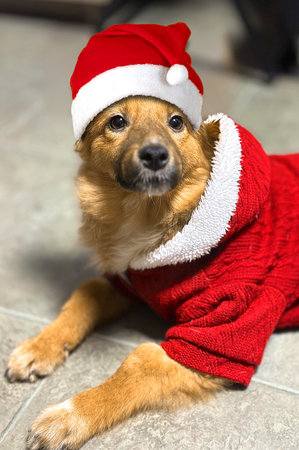 A dog dressed as Santa. Golden dog dressed in a Santa hat and sweater. Christmas spirit conceptの写真素材