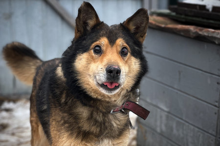 Dogs in animal shelter outdoor in winter. Blind homeless dog waits for adoption in an animal...