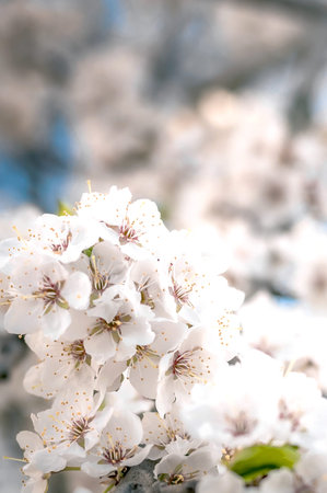 Close-up shots of cherry and plum trees in bloom with blurred background. Spring blossoms on the...