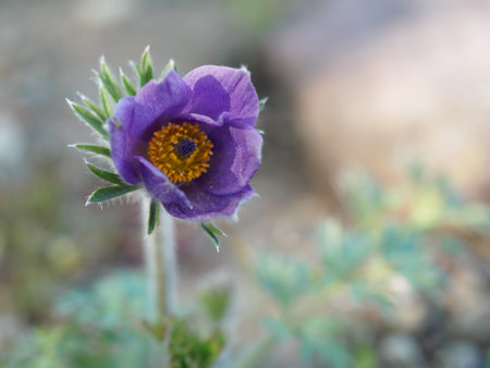 Blooming wpasque-flower in the garden on spring