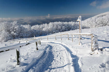 Winter in the Bieszczady National Park. Snowy tree trunks. Snow-covered PoÅonina WetliÅskaの写真素材