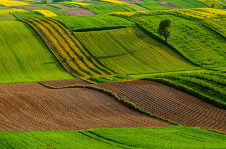 Agricultural fields in Roztocze. Poland. Springの写真素材
