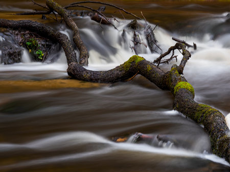 A fallen tree in the river current. Tanew River. Noise over Tawia Nature Reserve.の写真素材