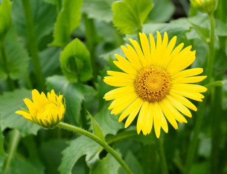 Decorative flower: Eastern Omieg (Doronicum orientale) - a plant species belonging to the asteraceae family. In the natural environment, it occurs in forests and sparse thickets in Asia Minor and south-eastern Europe.の写真素材