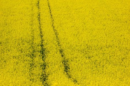Blooming rapeseed. Eastern Poland. Mites. Eastern Poland.