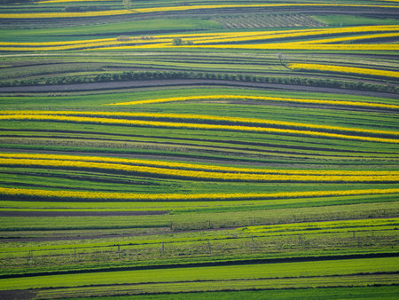 Spring farmland in the hills of Roztocze in Poland. Young green cereals. Blooming rapeseed.の写真素材