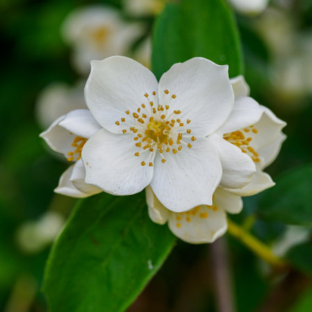 White jasmine flower. Corona petals, pistil, stamens and pollen visible.の写真素材