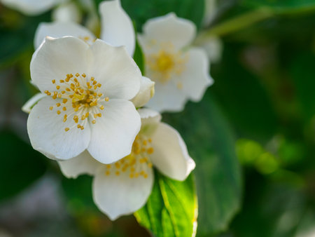 White jasmine flower. Corona petals, pistil, stamens and pollen visible.の写真素材