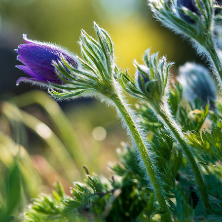 Pasque flower (Pulsatilla vulgaris). Violet flowers.