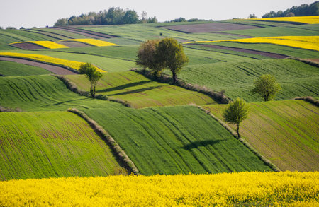 Spring farmland in the hills of Roztocze in Poland. Young green cereals. Blooming rapeseed. Low shining sun illuminating fields, Trees and bushes. Mites. Eastern Poland.の写真素材