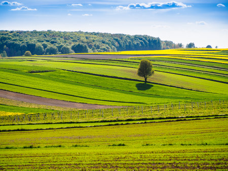 Spring farmland in the hills of Roztocze in Poland. Young green cereals. Blooming rapeseed. Low shining sun illuminating fields, Trees and bushes. Mites. Eastern Poland.の写真素材