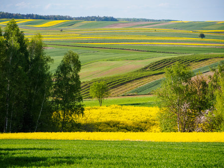 Spring farmland in the hills of Roztocze in Poland. Young green cereals. Blooming rapeseed. Low shining sun illuminating fields, Trees and bushes. Mites. Eastern Poland.の写真素材