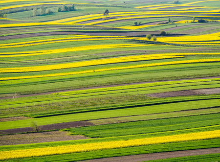 Spring farmland in the hills of Roztocze in Poland. Young green cereals. Blooming rapeseed. Low shining sun illuminating fields, Trees and bushes. Mites. Eastern Poland.の写真素材