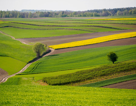 Spring farmland in the hills of Roztocze in Poland. Young green cereals. Blooming rapeseed. Low shining sun illuminating fields, Trees and bushes. Mites. Eastern Poland.の写真素材