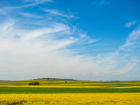 Spring farmland in the hills of Roztocze in Poland. Young green cereals. Blooming rapeseed. Low shining sun illuminating fields, Trees and bushes. Mites. Eastern Poland.の写真素材