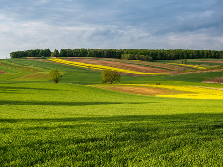 Spring farmland in the hills of Roztocze in Poland. Young green cereals. Blooming rapeseed. Low shining sun illuminating fields, Trees and bushes. Mites. Eastern Poland.の写真素材