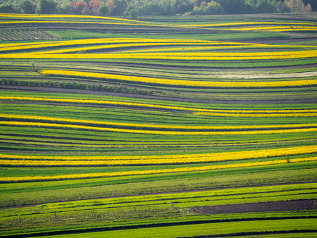 Spring farmland in the hills of Roztocze in Poland. Young green cereals. Blooming rapeseed. Low shining sun illuminating fields, Trees and bushes. Mites. Eastern Poland.の写真素材