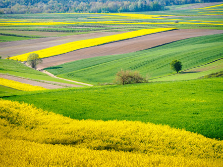 Spring farmland in the hills of Roztocze in Poland. Young green cereals. Blooming rapeseed. Low shining sun illuminating fields, Trees and bushes. Mites. Eastern Poland.の写真素材