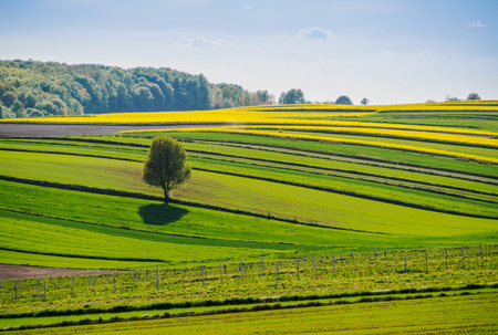 Spring farmland in the hills of Roztocze in Poland. Young green cereals. Blooming rapeseed. Low...