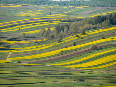 Spring farmland in the hills of Roztocze in Poland. Young green cereals. Blooming rapeseed. Low shining sun illuminating fields, Trees and bushes. Mites. Eastern Poland.の写真素材