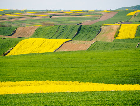 Spring farmland in the hills of Roztocze in Poland. Young green cereals. Blooming rapeseed. Low shining sun illuminating fields, Trees and bushes. Mites. Eastern Poland.の写真素材