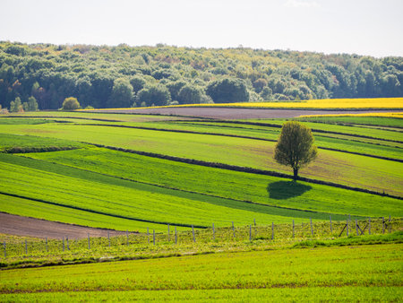 Spring farmland in the hills of Roztocze in Poland. Young green cereals. Blooming rapeseed. Low shining sun illuminating fields, Trees and bushes. Mites. Eastern Poland.の写真素材