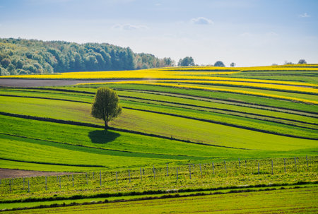 Spring farmland in the hills of Roztocze in Poland. Young green cereals. Blooming rapeseed. Low shining sun illuminating fields, Trees and bushes. Mites. Eastern Poland.の写真素材