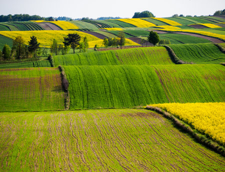 Spring farmland in the hills of Roztocze in Poland. Young green cereals. Blooming rapeseed. Low shining sun illuminating fields, Trees and bushes. Mites. Eastern Poland.の写真素材