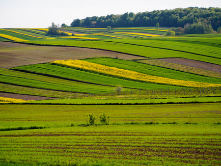 Spring farmland in the hills of Roztocze in Poland. Young green cereals. Blooming rapeseed. Low shining sun illuminating fields, Trees and bushes. Mites. Eastern Poland.の写真素材