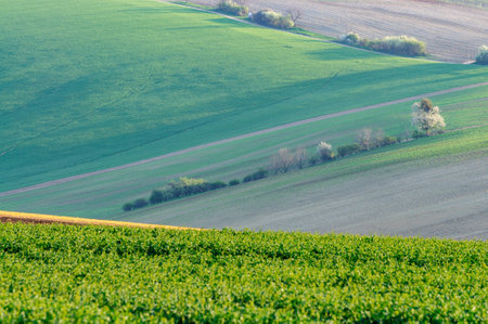 green hills in moraviaの写真素材