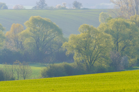trees in the fieldの写真素材