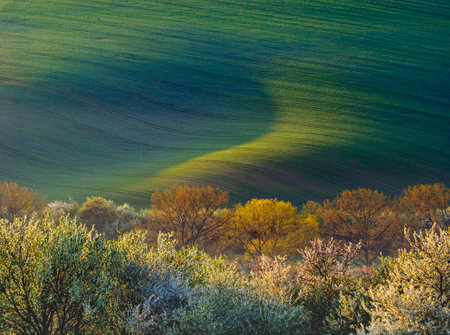 green hills in moraviaの写真素材