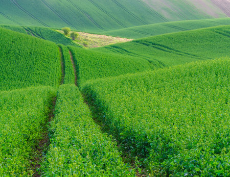 green hills in moraviaの写真素材