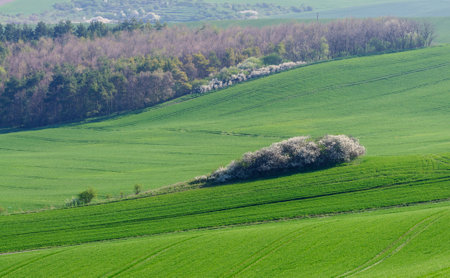green hills in moraviaの写真素材