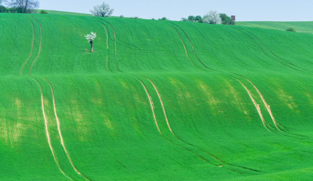 green hills in moraviaの写真素材
