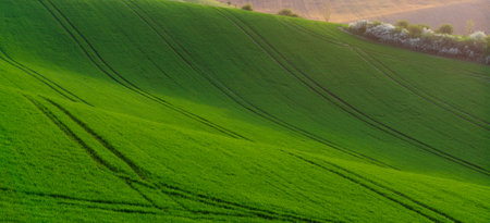 green hills in moraviaの写真素材