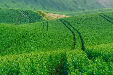 green hills in moraviaの写真素材