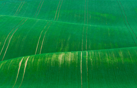 green hills in moraviaの写真素材