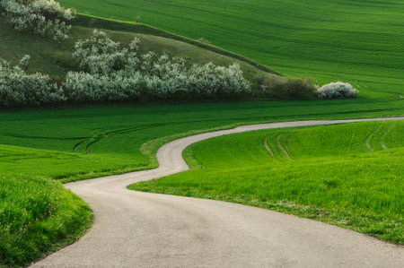 road winding among the green hills of moraviaの写真素材