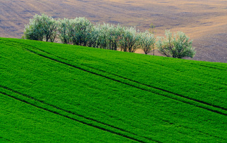 green hills in moraviaの写真素材