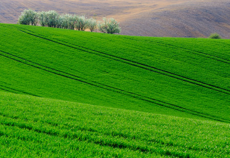 green hills in moraviaの写真素材