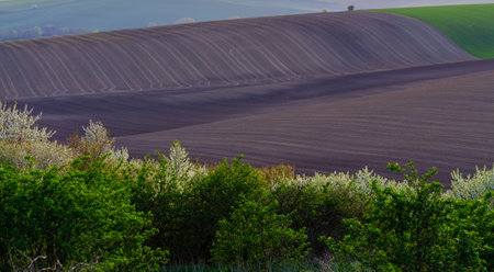 plowed fields and green treesの写真素材