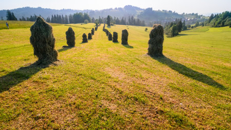 Haystacks on a on a mowed meadow. Haymaking in Podhale.の写真素材
