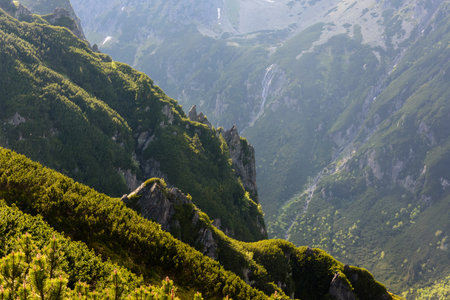 View from the blue tourist trail leading from Morskie Oko to the valley of Five Ponds. Slopes covered with mountain pine. In the foreground: mountain pine.の写真素材