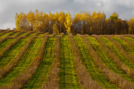 View of the autumn birch grove on the hill. Currant plantation on the slope. Picturesque clouds in the backgroundの写真素材