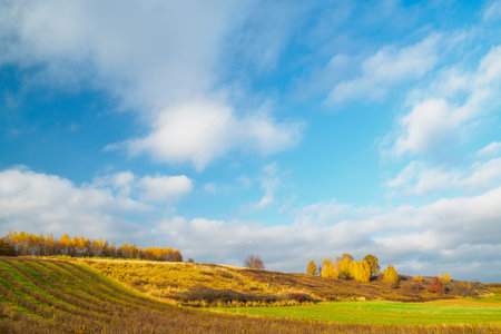 View of the autumn birch grove on the hill. Trees covered with yellow leaves. Picturesque clouds in the background.の写真素材